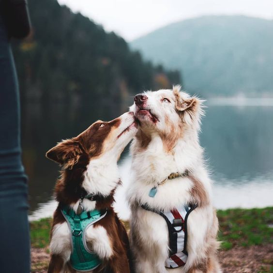 Collar or Harness? The best choice